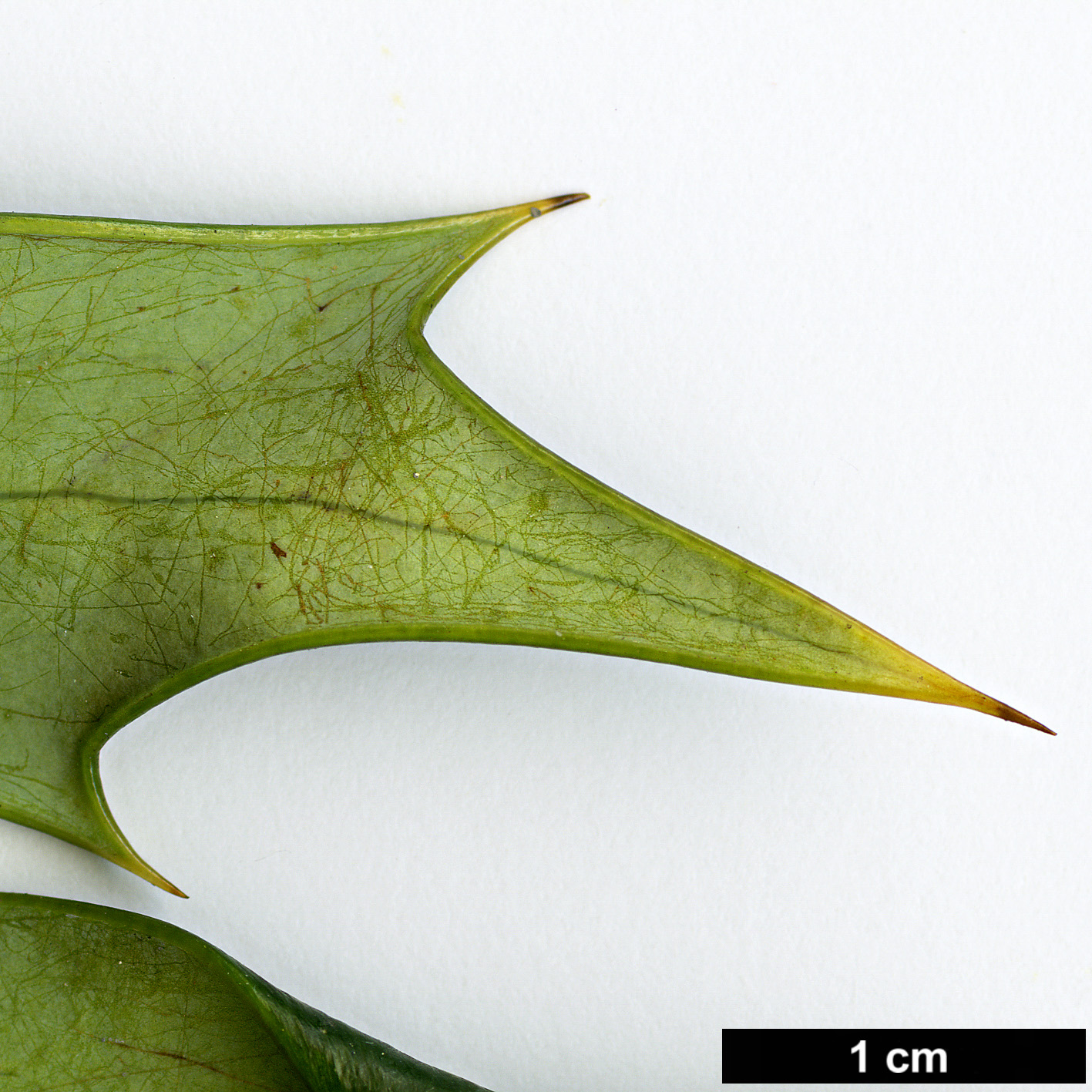 High resolution image: Family: Berberidaceae - Genus: Mahonia - Taxon: ×media (M.japonica × M.oiwakensis subsp. lomariifolia)